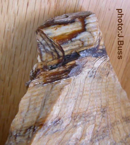 Petrified Oak